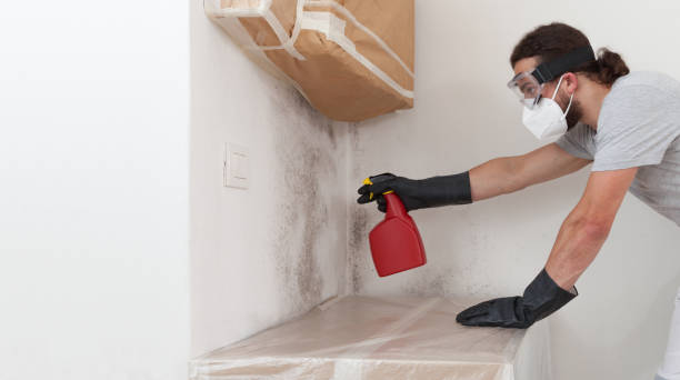 Professional Basement Mold Removal technician working in Oaks, PA