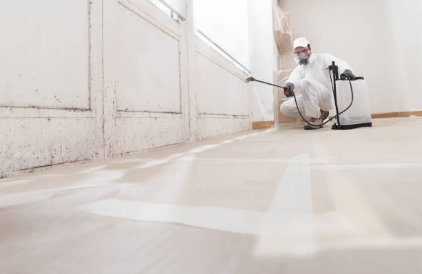 24/7 Emergency Basement Mold Removal experts in Oaks, PA