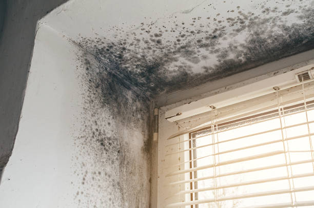 Affordable Basement Mold Removal solutions in Oaks, PA