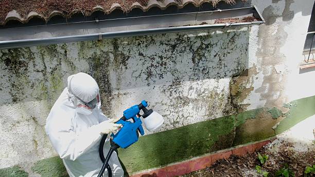 Top rated local Basement Mold Removal specialists in Oaks, PA